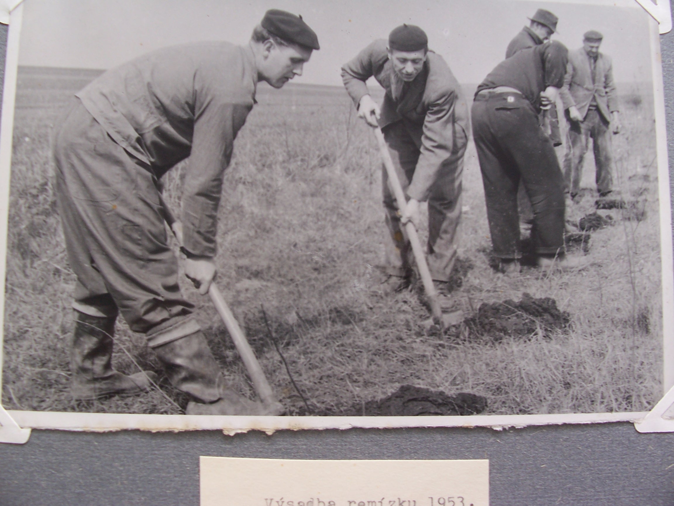 4. Výsadba remízku 1953